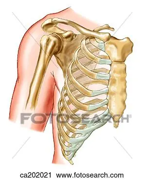 25 curiosidades del cuerpo humano