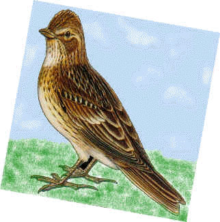Megapost: Las aves Argentinas parte I