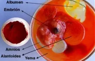 Como se reproducen las gallinas