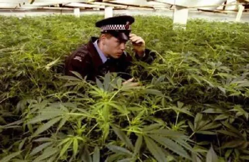 La Marihuana el medicamento mas seguro de la tierra