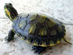 Tortugas de orejas rojas