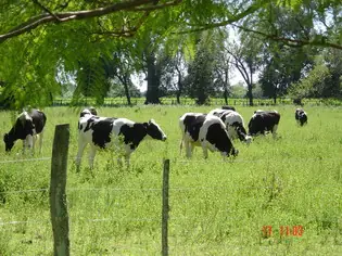 Extincion De Los Tambos En Argentina Año 2008