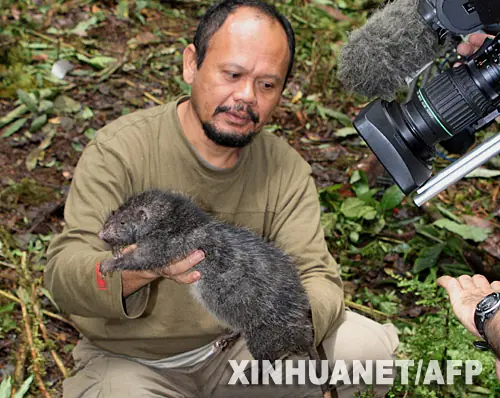 Raton gigante