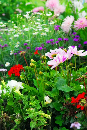 Plantas sanas y hermosas en casa