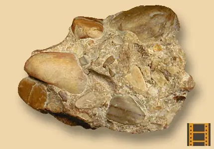 Introducción a las Rocas Sedimentarias
