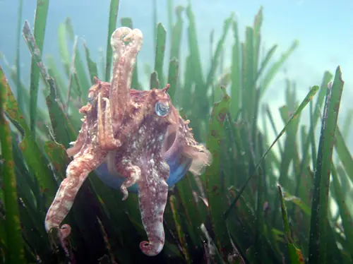 La especie más antigua del planeta