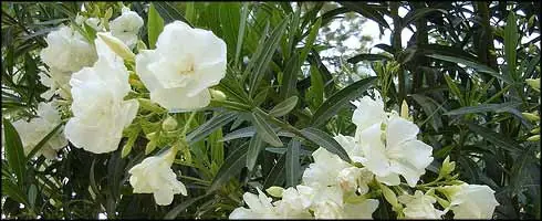 Peligro en tu casa: Laurel de Jardin