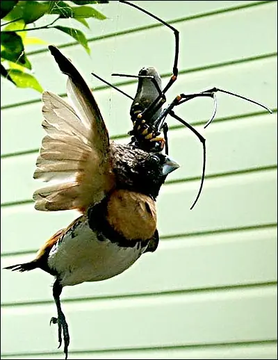 Araña gigante devora un pájaro (Fotos)