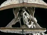 Lo nuevo en dinosaurios extraños