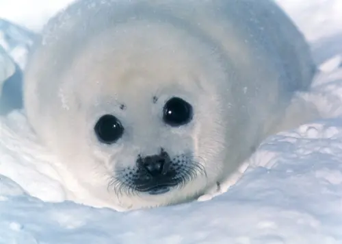 Animales