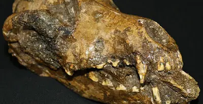 Perro Prehistórico con un Hueso de Mamut en la Boca