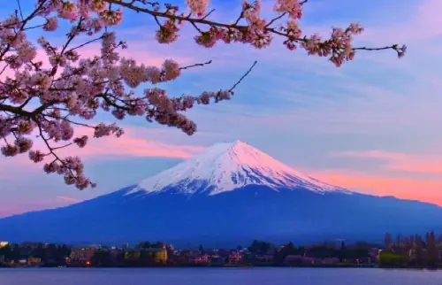 paseo del terror en Japon ! bosque de los suicidios