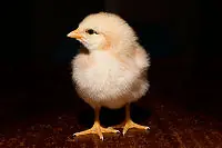 ¿Que fue primero el gallo o la gallina?