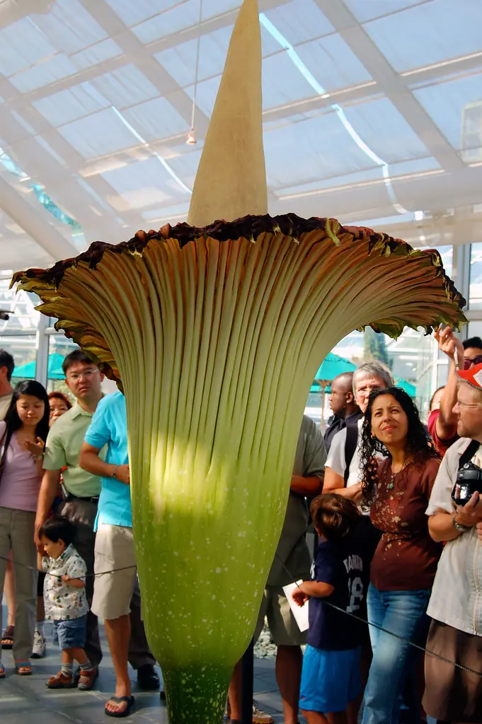 La flor mas grande de el mundo