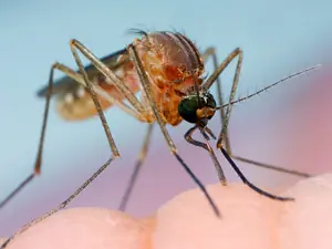 Olores que "bloquean" el olfato de los mosquitos