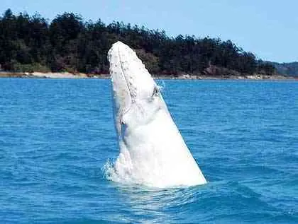 Una extraña cría de ballena albina apareció en Australia