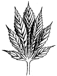 Un poco de informaciòn bàsica de la marihuana