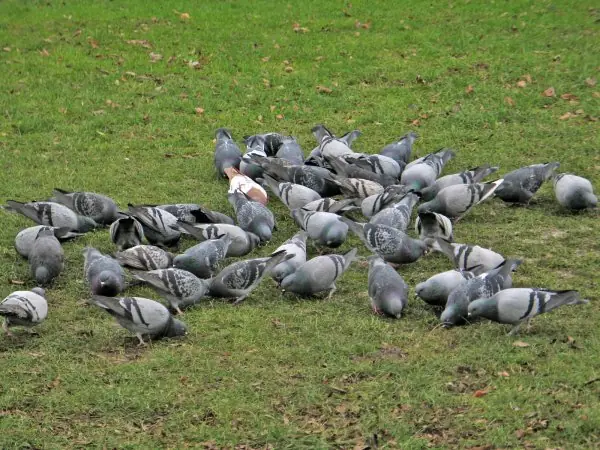 Las Palomas saben contar