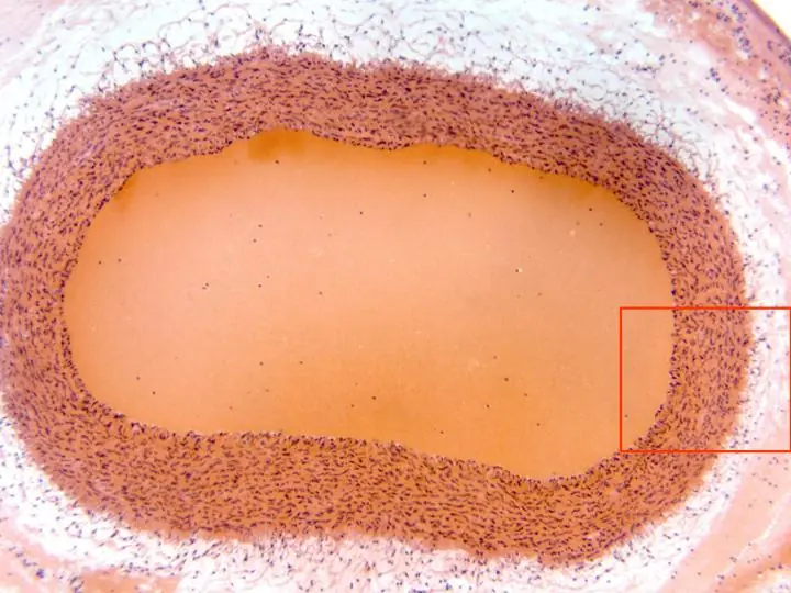 Histologia Humana Pte. II