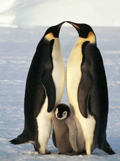 pinguinos