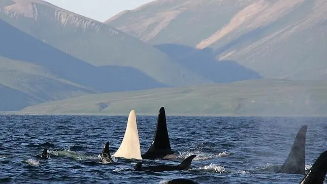"Iceberg" la unica orca Albina
