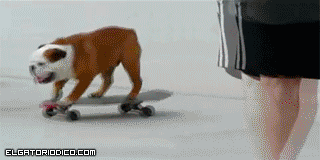 30 gifs Perros Vs. Gatos