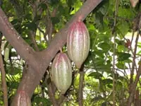 Usos medicinales del cacao: