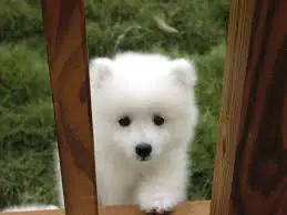 Los perros mas lindos