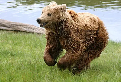 Moraleja, Carlos y el Oso