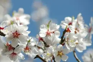 Beneficios de la leche de almendras