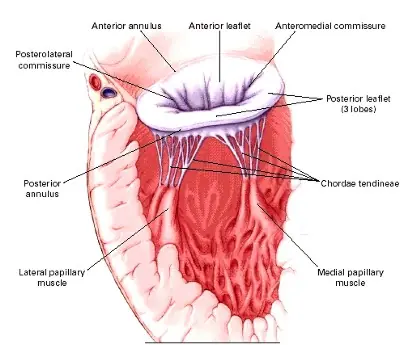 Insuficiencia Mitral - Todo Lo Que Necesitas Saber