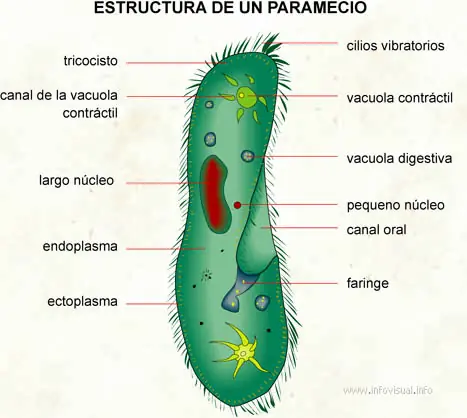 La vida oculta en una gota de agua