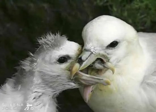 10 aves con defensas verdaderamente extrañas