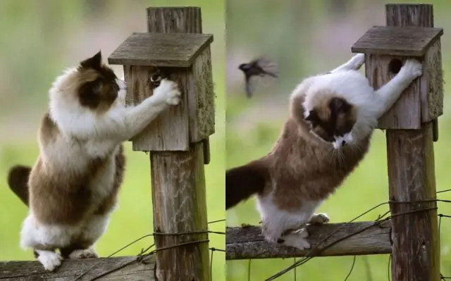 animales graciosos y muy divertidos