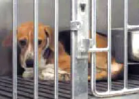3 casos de maltrato animal