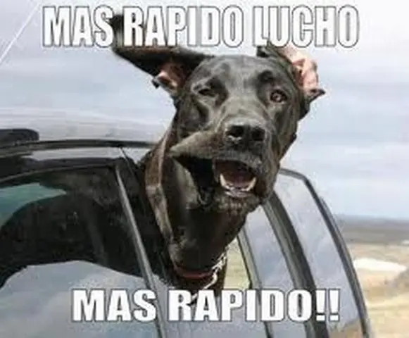 Post de imagenes del perro de lucho.