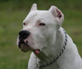 Les parece Peligroso el Dogo Argentino?