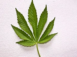 porro