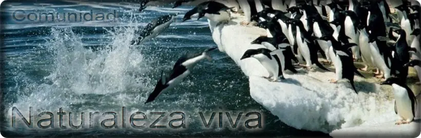 El manto de hielo de Groenlandia