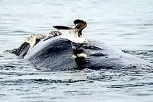 Gaviotas cocineras atacan a la ballena franca