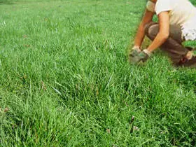 Como plantar cesped