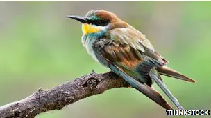 El pájaro al que confundieron con un espía de Israel