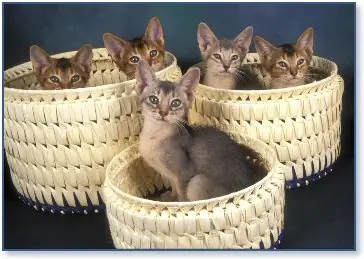 razas de gatos