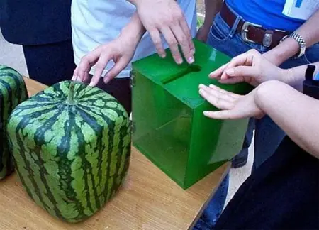Sandias Cuadradas