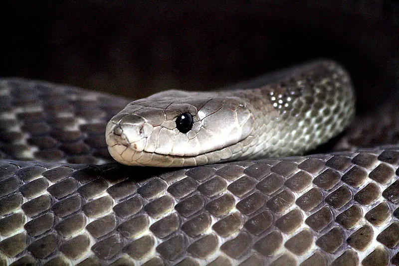 Mamba negra (la mas venenosa y rapida de africa)