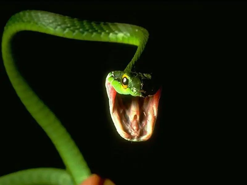 Las 5 serpientes mas venenosas del mundo