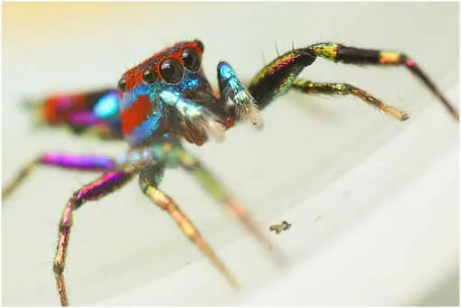 La araña arco iris