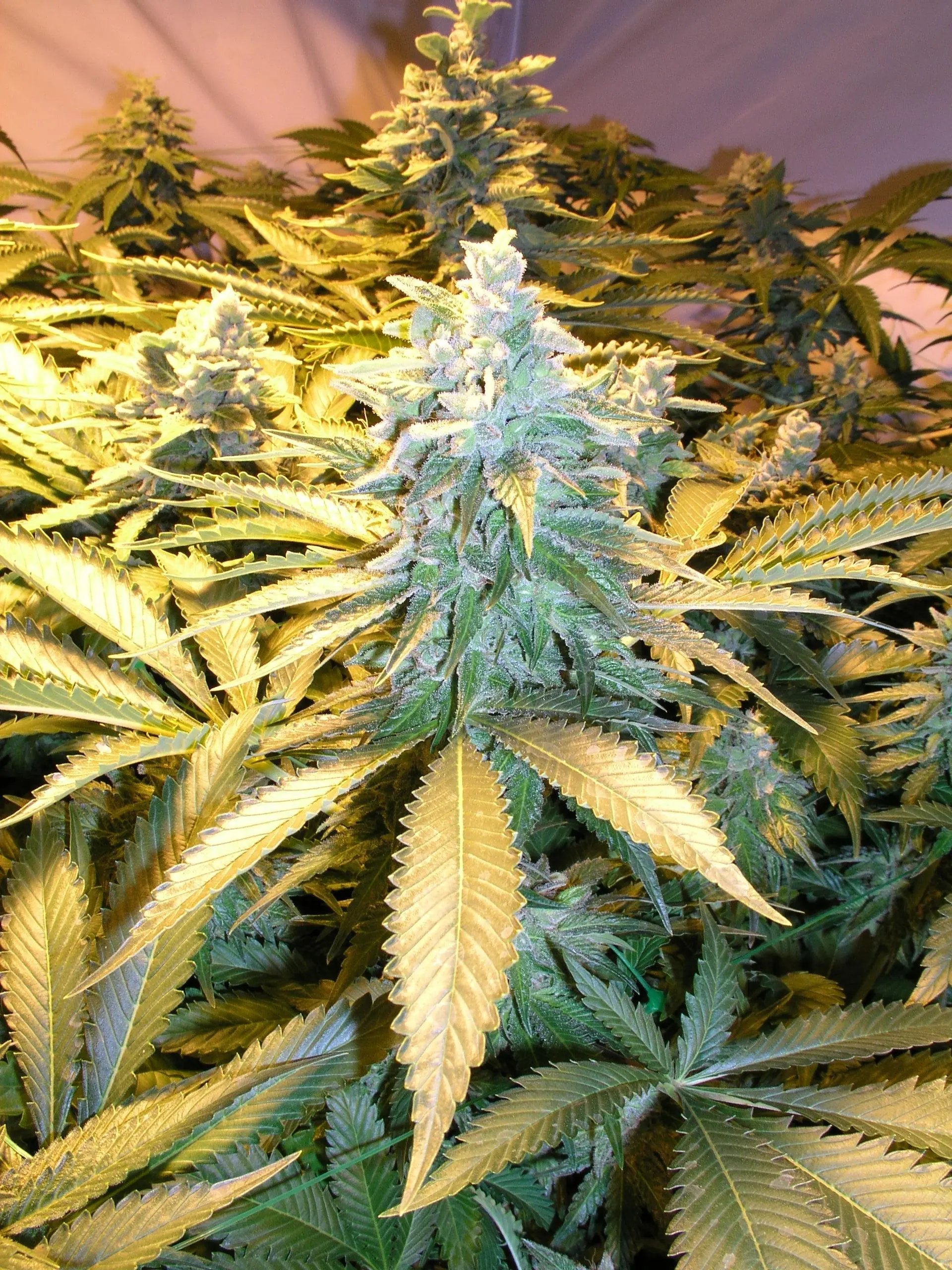 Tipos de Marihuana