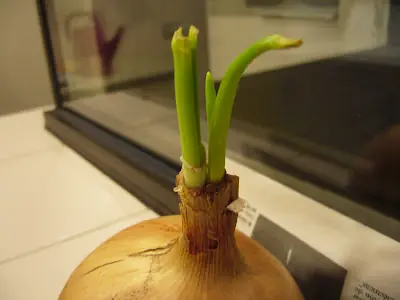 Huerta Organica:Cebolla.