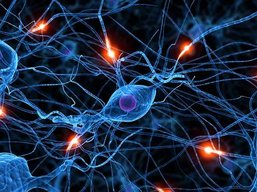 Simularán un cerebro humano con procesadores
